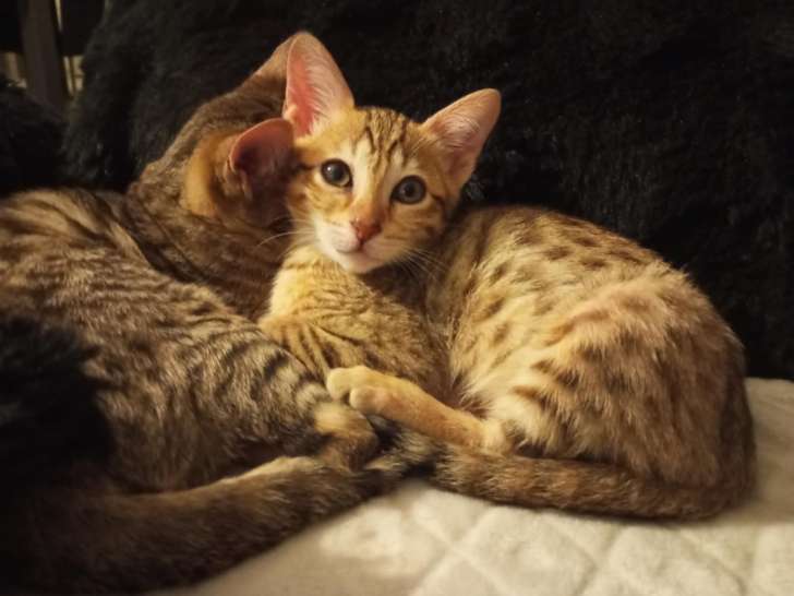 Chatons Savannah F5 à vendre