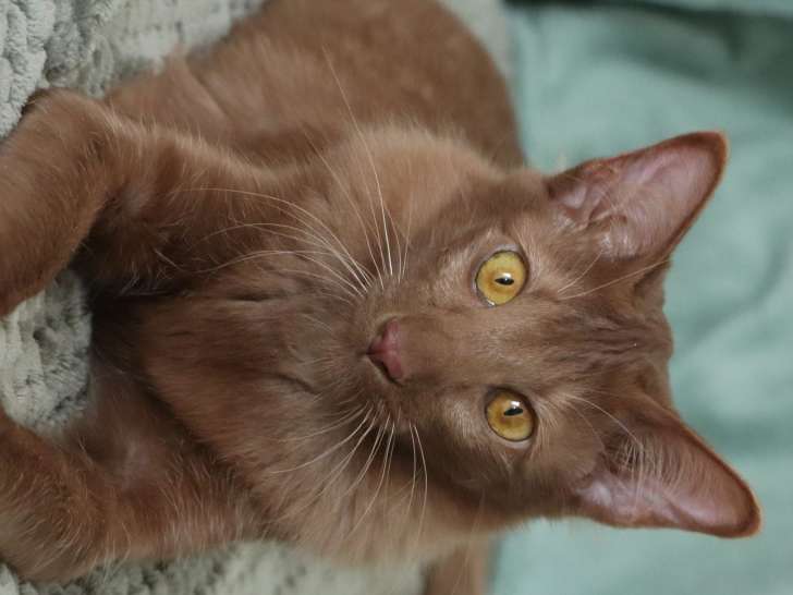 AYLINN, splendide et adorable chatonne Mandarin cinnamon LOOF à vendre