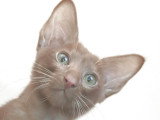 AYLINN, splendide et adorable chatonne Mandarin cinnamon LOOF à vendre