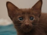 AYLINN, splendide et adorable chatonne Mandarin cinnamon LOOF à vendre