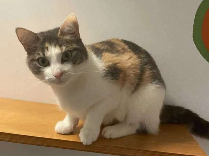 Disponible à l'adoption : chatte tricolore
