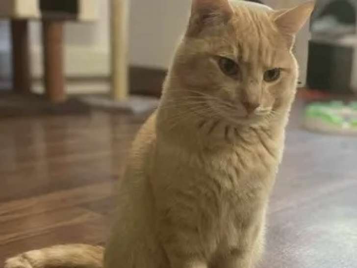 En attente d'adoption : chat d'un an