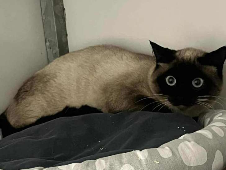 Prêt pour l'adoption : chat Siamois au pelage marron