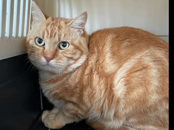 En attente d'une famille : chat âgé de 5 ans