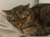 Adoption disponible : chatte tigrée
