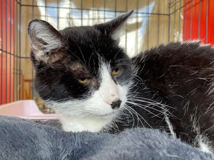 À accueillir : chat noir et blanc