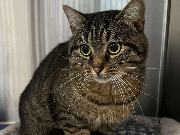 À la recherche d’un foyer : chat âgé d'un an