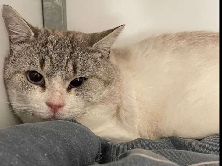 Chat de 4 ans à adopter