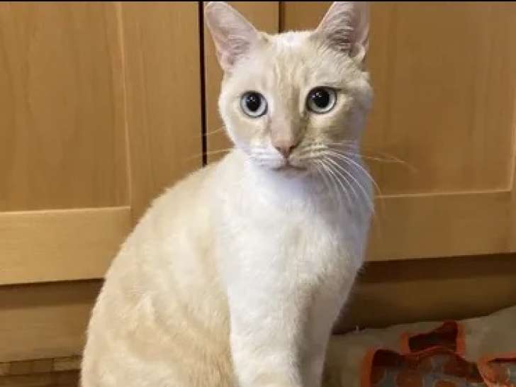 Chat âgé de 3 ans disponible à l'adoption