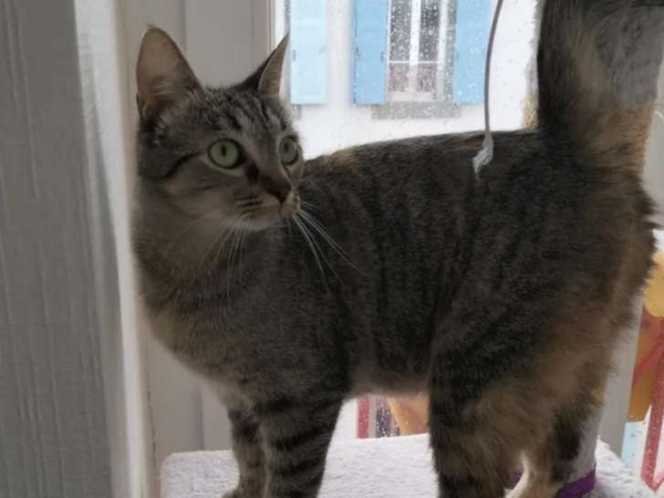 Chatte de 3 ans en attente d’adoption