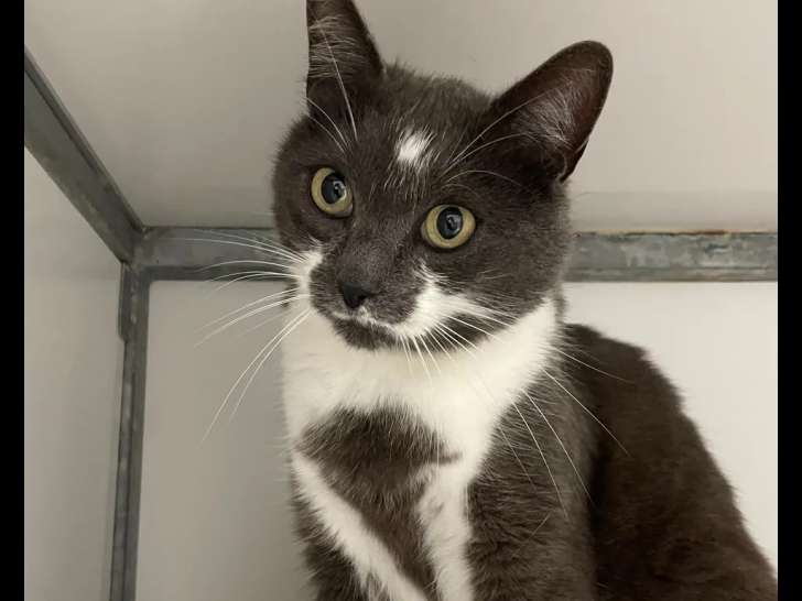 Chatte grise et blanche prête pour l’adoption