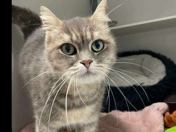 Chatte Persane de 3 ans en attente d'un foyer