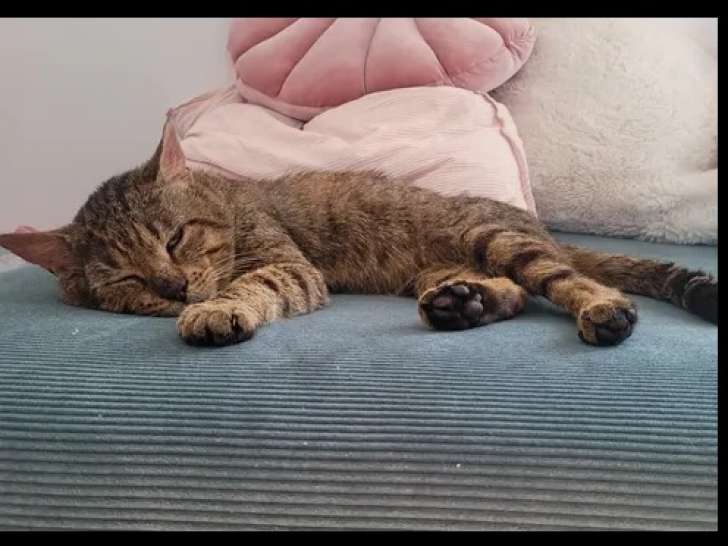 Chat tigré de 9 ans à accueillir