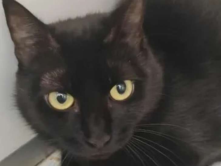 Chatte noire en quête d'une famille