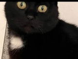 Adoption disponible : chatte noire avec marque blanche