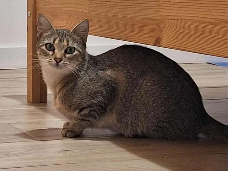 Chatte tigrée à la recherche d’une famille