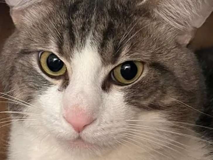 À adopter, chat au pelage tigré blanc