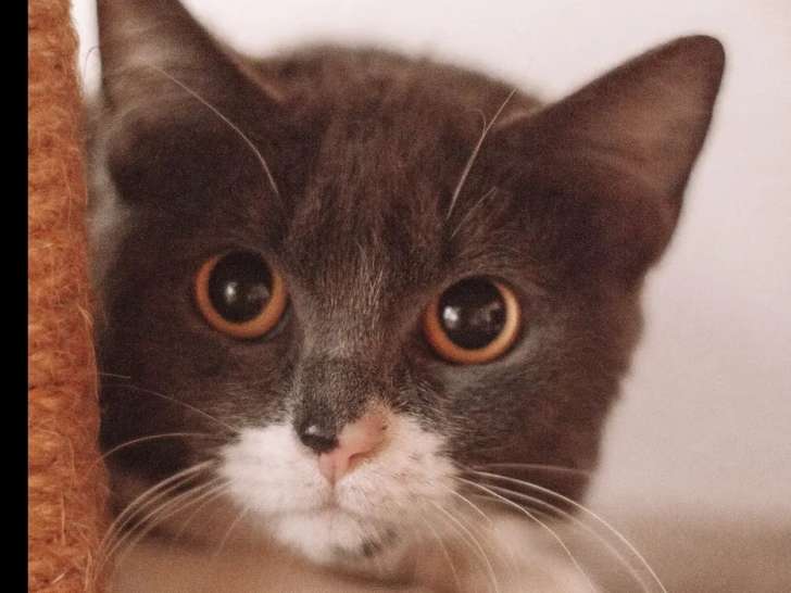 Disponible à l'adoption, chatte âgée d’un an