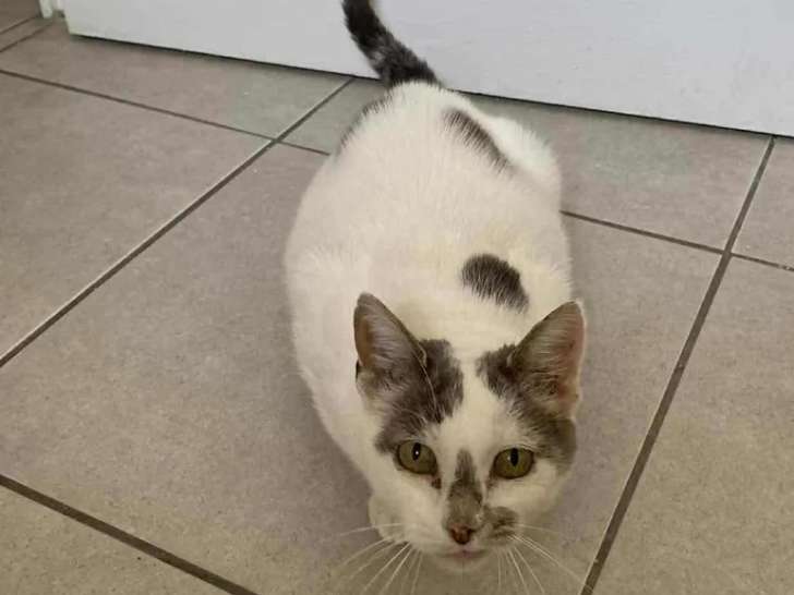 En attente d’adoption, chatte grise et blanche