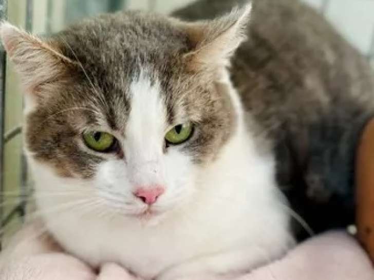 Prête pour l’adoption, chatte de 7 ans