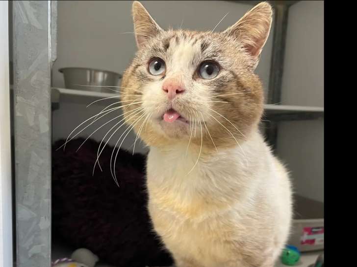 À accueillir, chat âgé de 8 ans