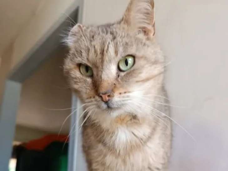 En quête d'une famille, chat tigré