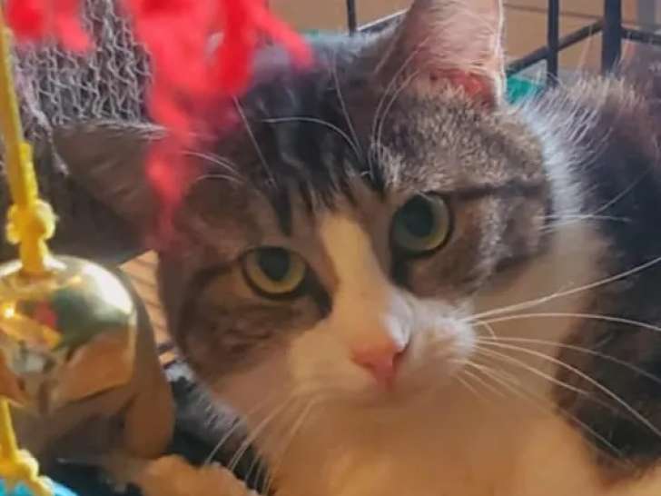 Adoption disponible : chatte tigrée blanche