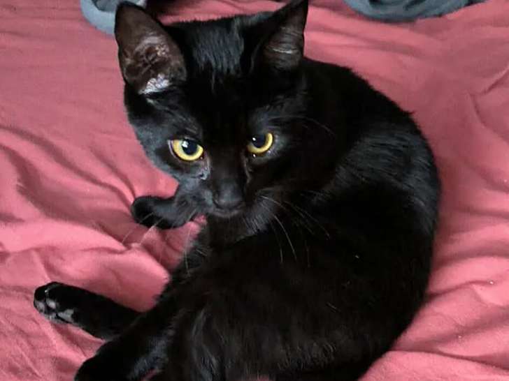 À la recherche d'une famille, chaton mâle noir