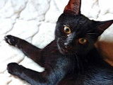 À la recherche d'une famille, chaton mâle noir