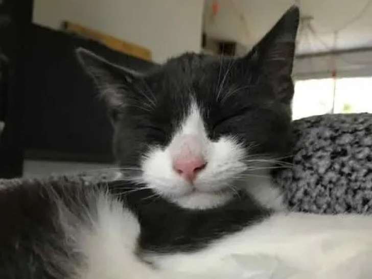 Disponible à l'adoption : chaton mâle gris et blanc