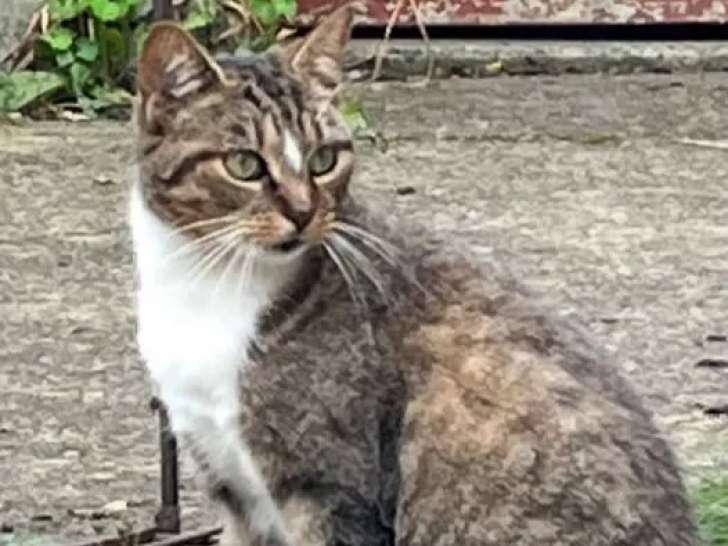 En attente d'adoption : chatte tigrée blanche