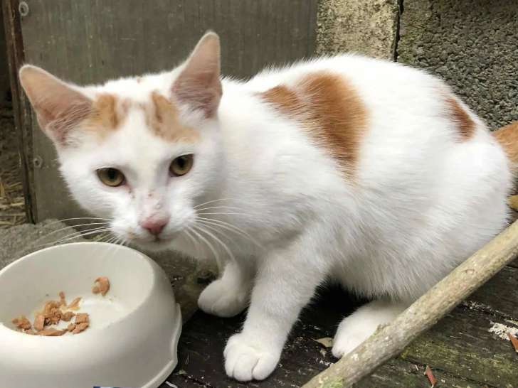 Prêt pour l’adoption : chaton mâle roux et blanc