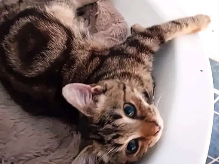 En attente d'un foyer : chaton mâle de 4 mois