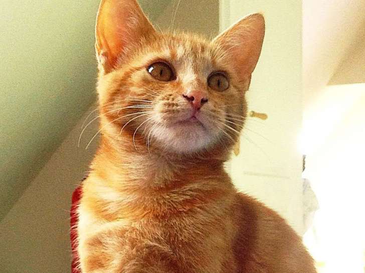 En quête d’une famille : chatonne rousse