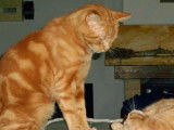 Adoption disponible : chat de couleur rousse