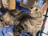 Chatte de couleur tigrée à adopter