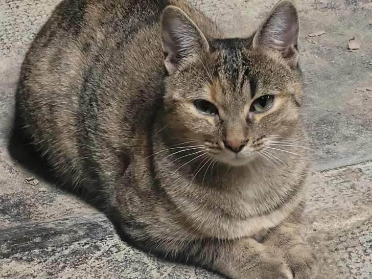 Chatte au pelage tigré disponible à l'adoption