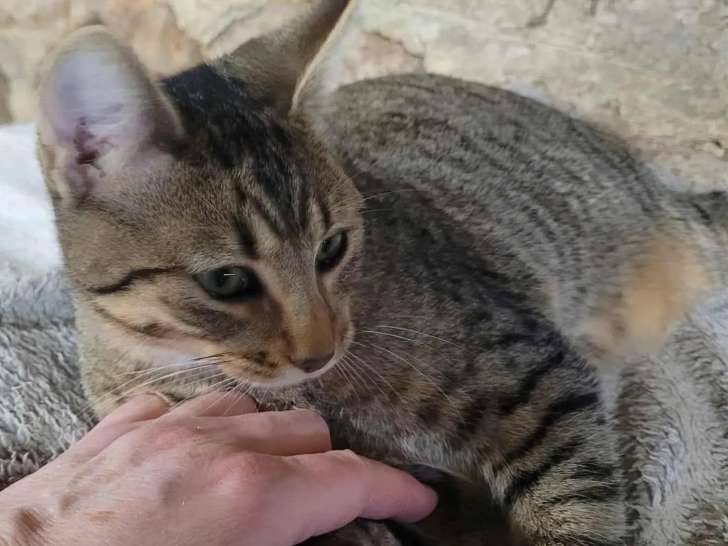 Chatonne tigrée en attente d'adoption