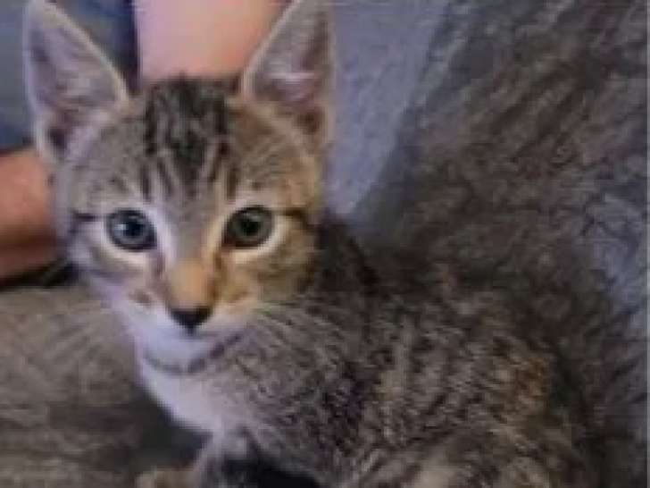 Chaton mâle de 6 mois prêt pour l’adoption
