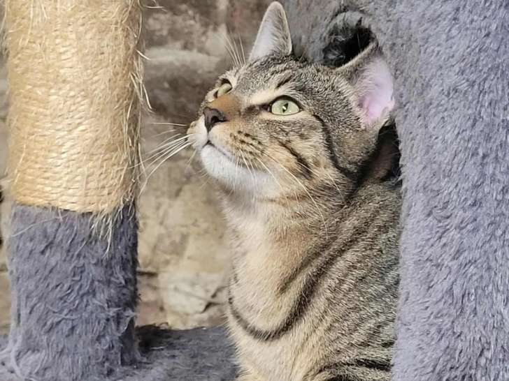 Chaton mâle tigré en attente d’une famille
