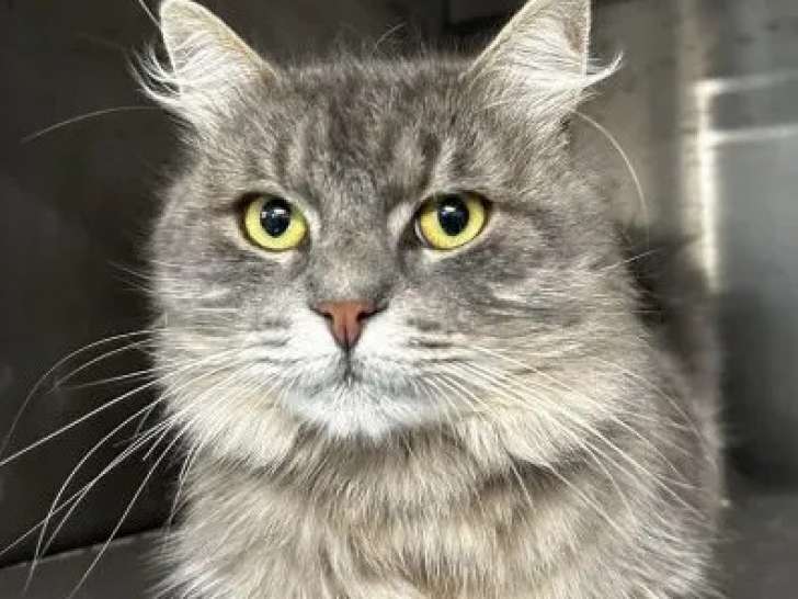 Chatte de 4 ans en quête d'une famille