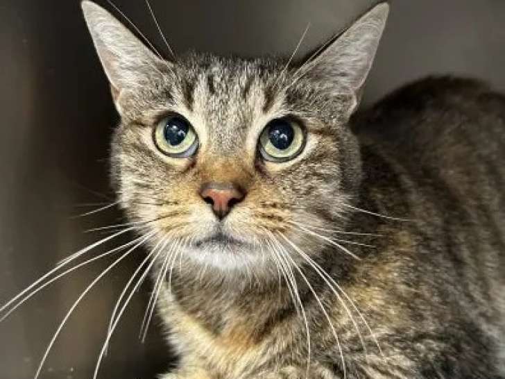 Adoption disponible : chatte de 6 ans