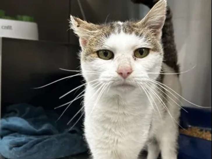 Chatte de 7 ans à la recherche d'une famille