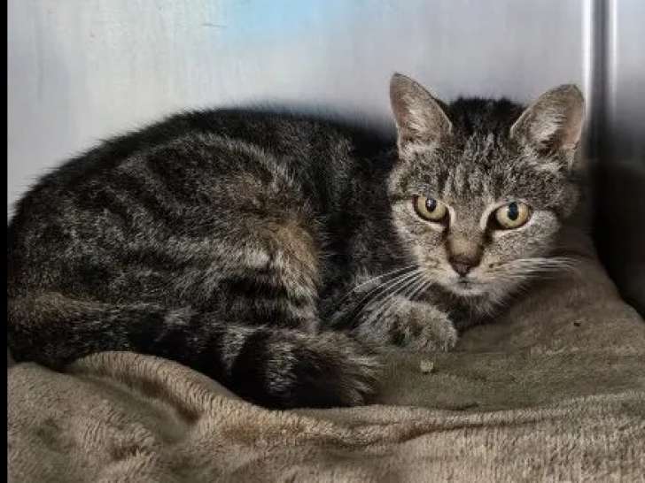 À adopter, chatte de 15 ans