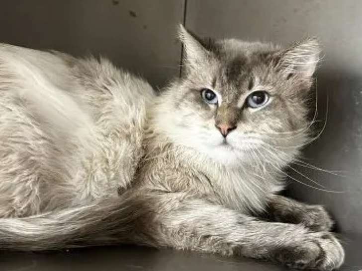 Disponible à l'adoption, chat âgé de 4 ans