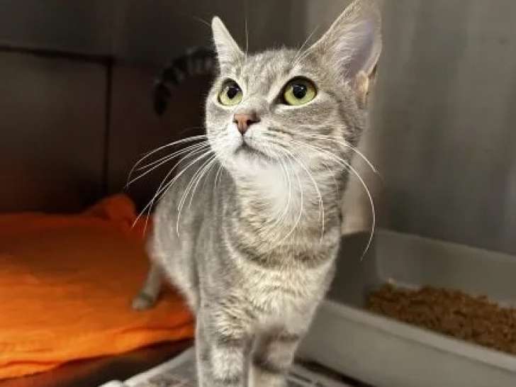 En attente d'adoption, chatte tigrée grise