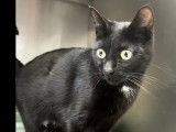 Prête pour l’adoption, chatte noire avec marque blanche