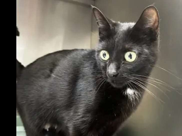 Prête pour l’adoption, chatte noire avec marque blanche