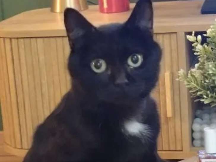 En attente d’un foyer, chat noir avec marque blanche