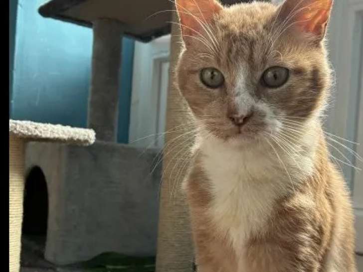 À accueillir, chat de couleur beige